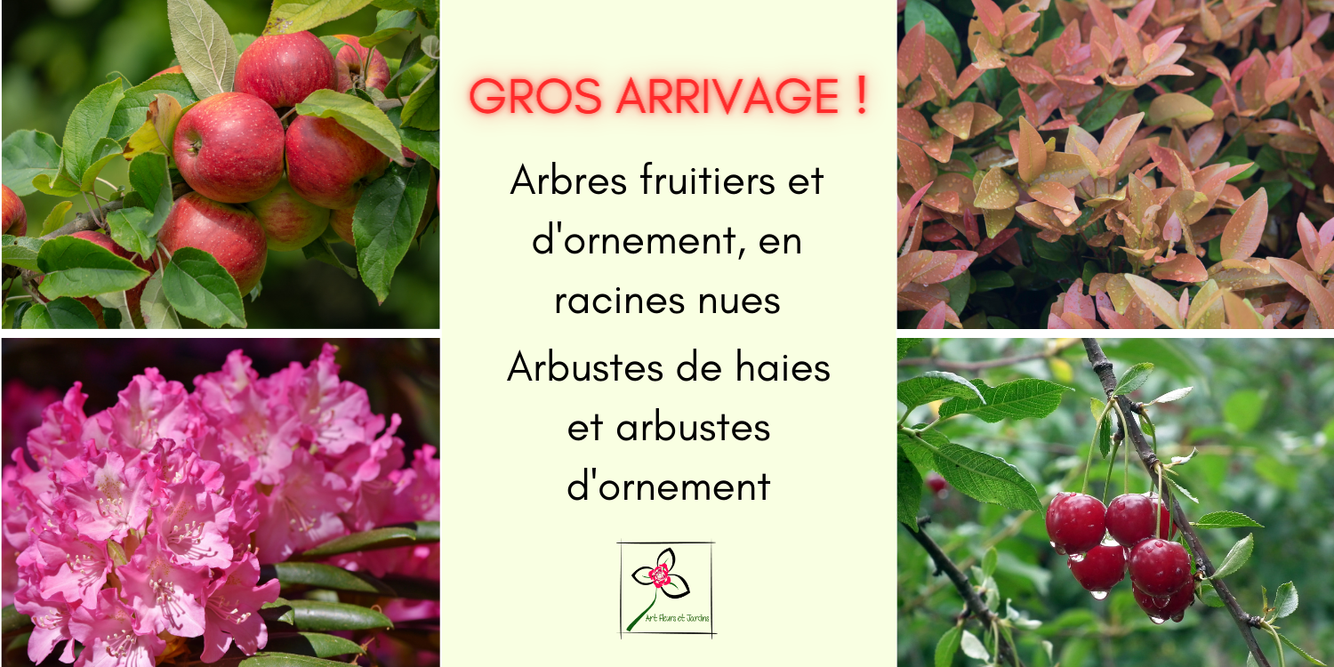 Arrivage d'arbres fruitiers et d'ornement en racines nues, et d'arbustes de haies et d'ornement, à prix attractifs !