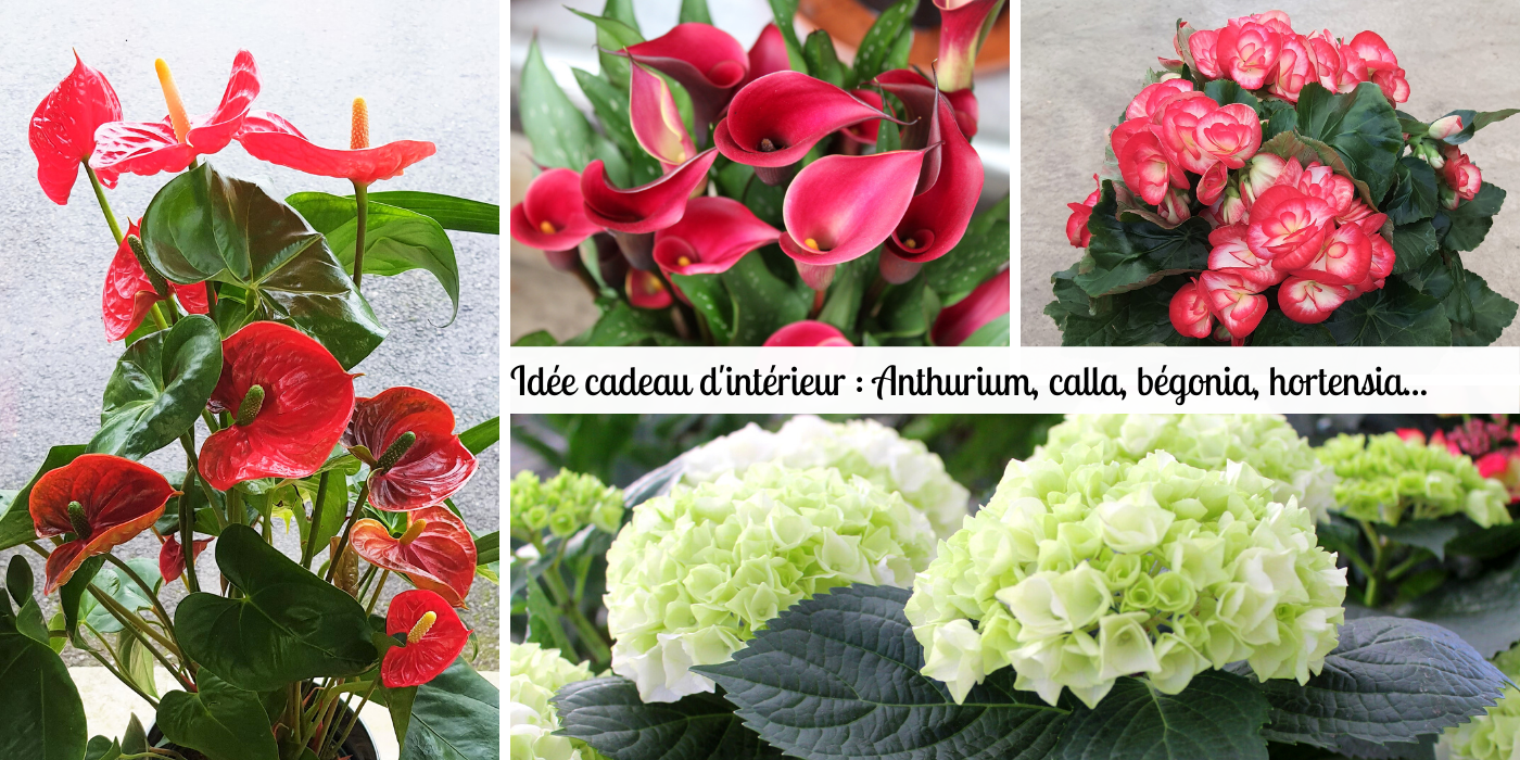 Idée cadeau de plantes d'intérieur, les callas, bégonias, hortensias et anthuriums