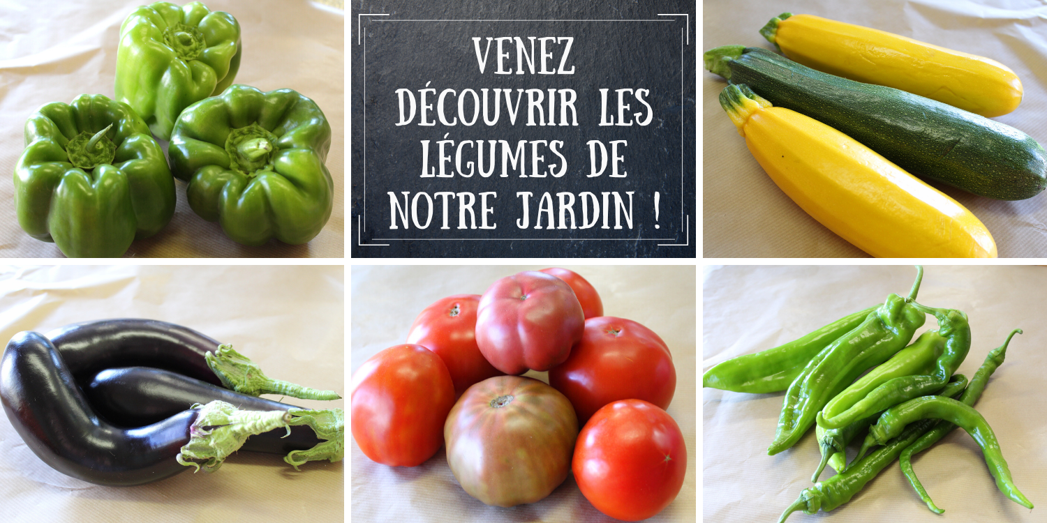Tomates, courgettes, concombres, aubergines, poivrons et piments doux... Venez découvrir les bons légumes de notre jardin !