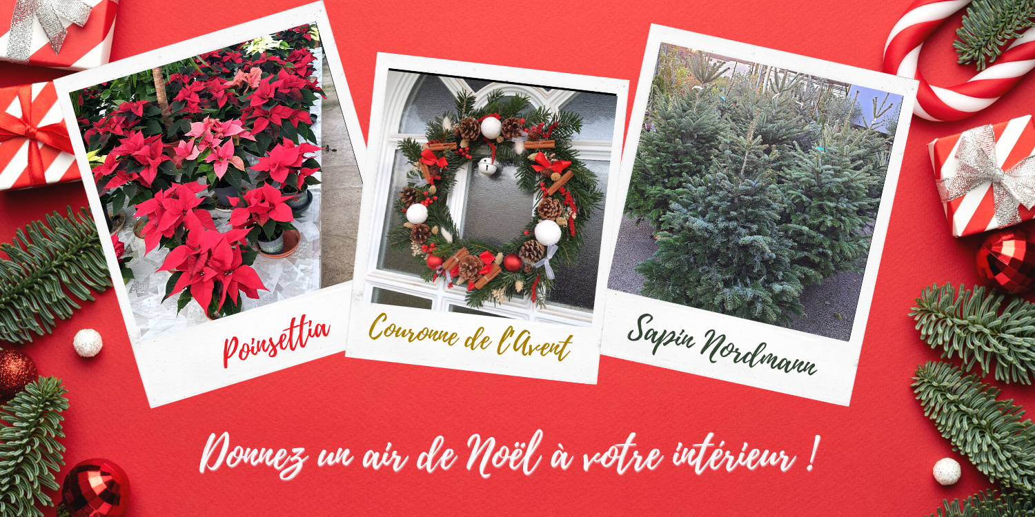Poinsettias, couronne de l'avent et sapins Nordmann