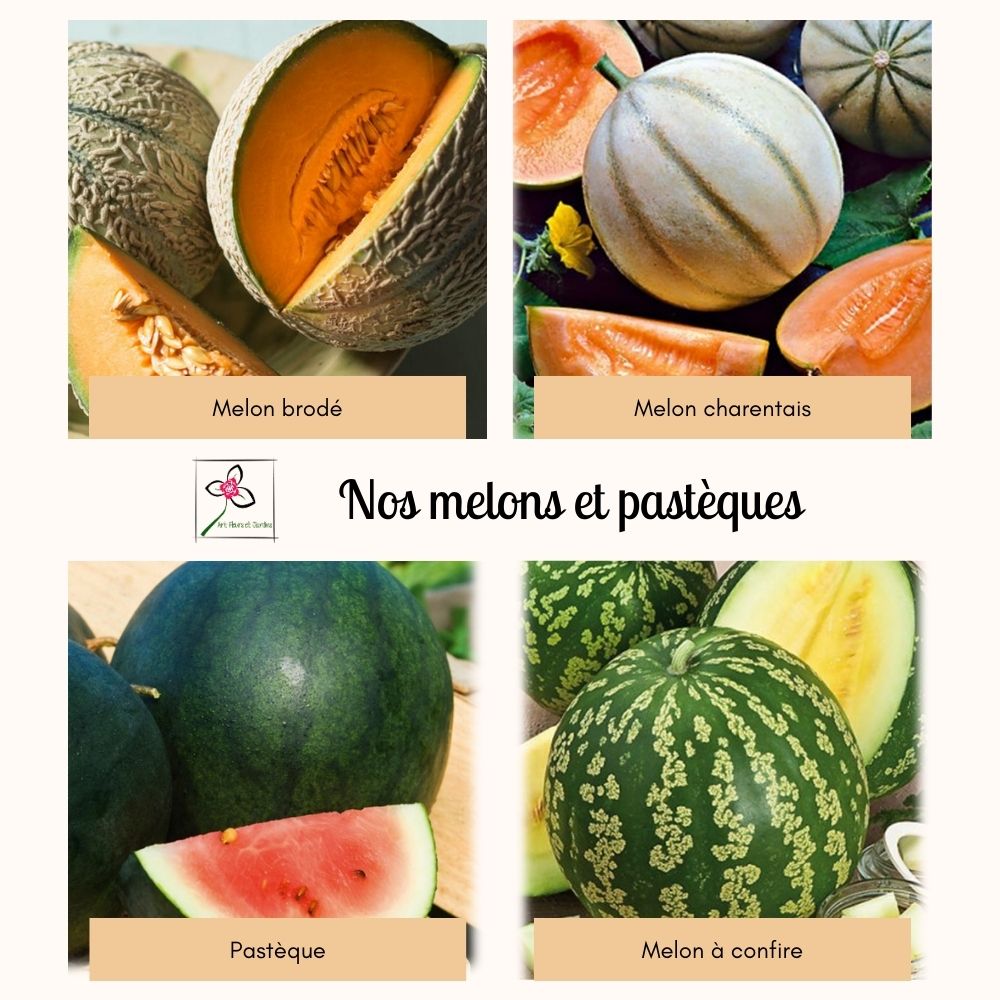 Melons Et Past Ques Art Fleurs Et Jardins