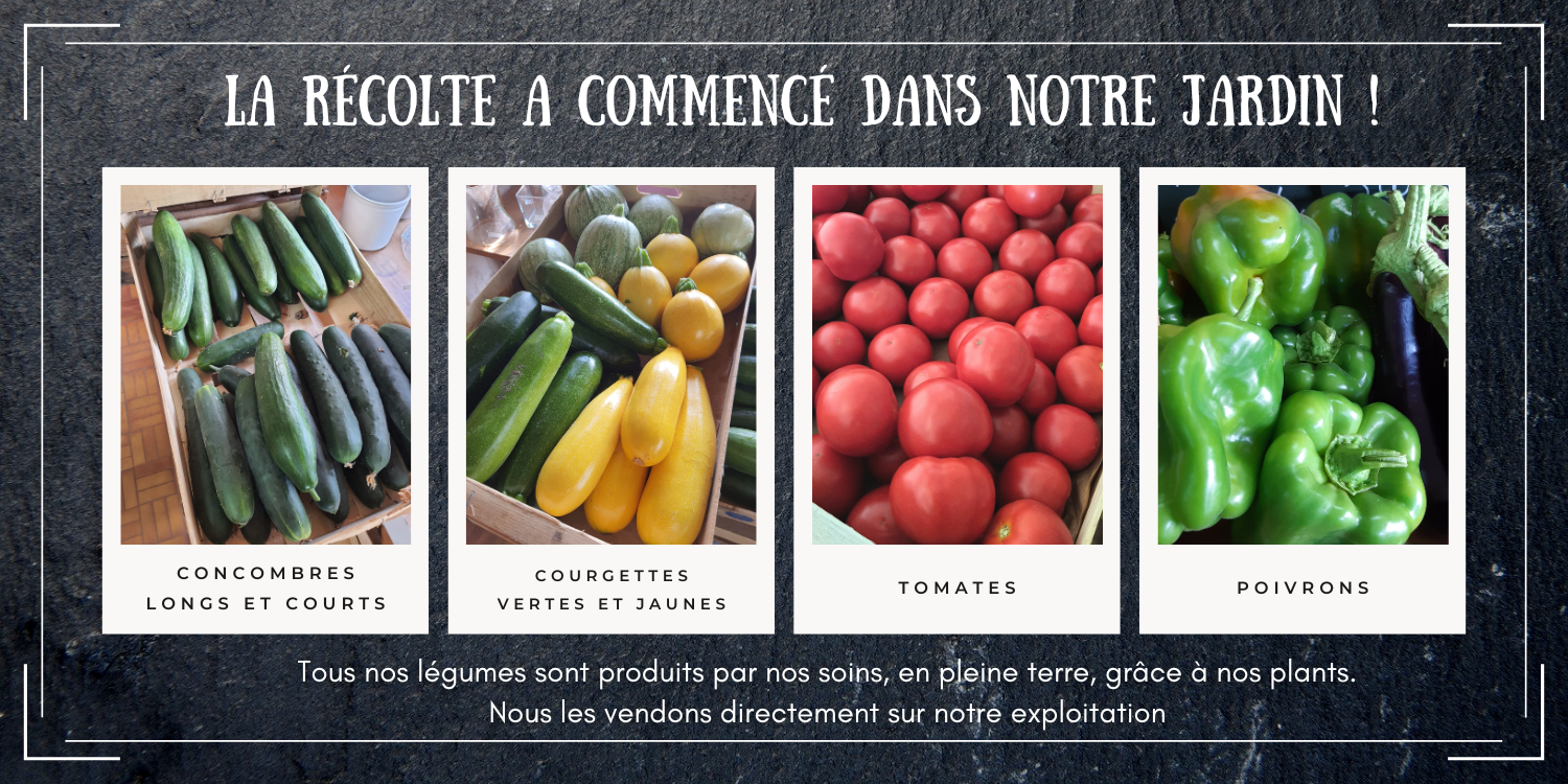 Découvrez les légumes de notre jardin, vente en direct au kilo ou au plateau ! Tomates, courgettes, concombres, poivrons