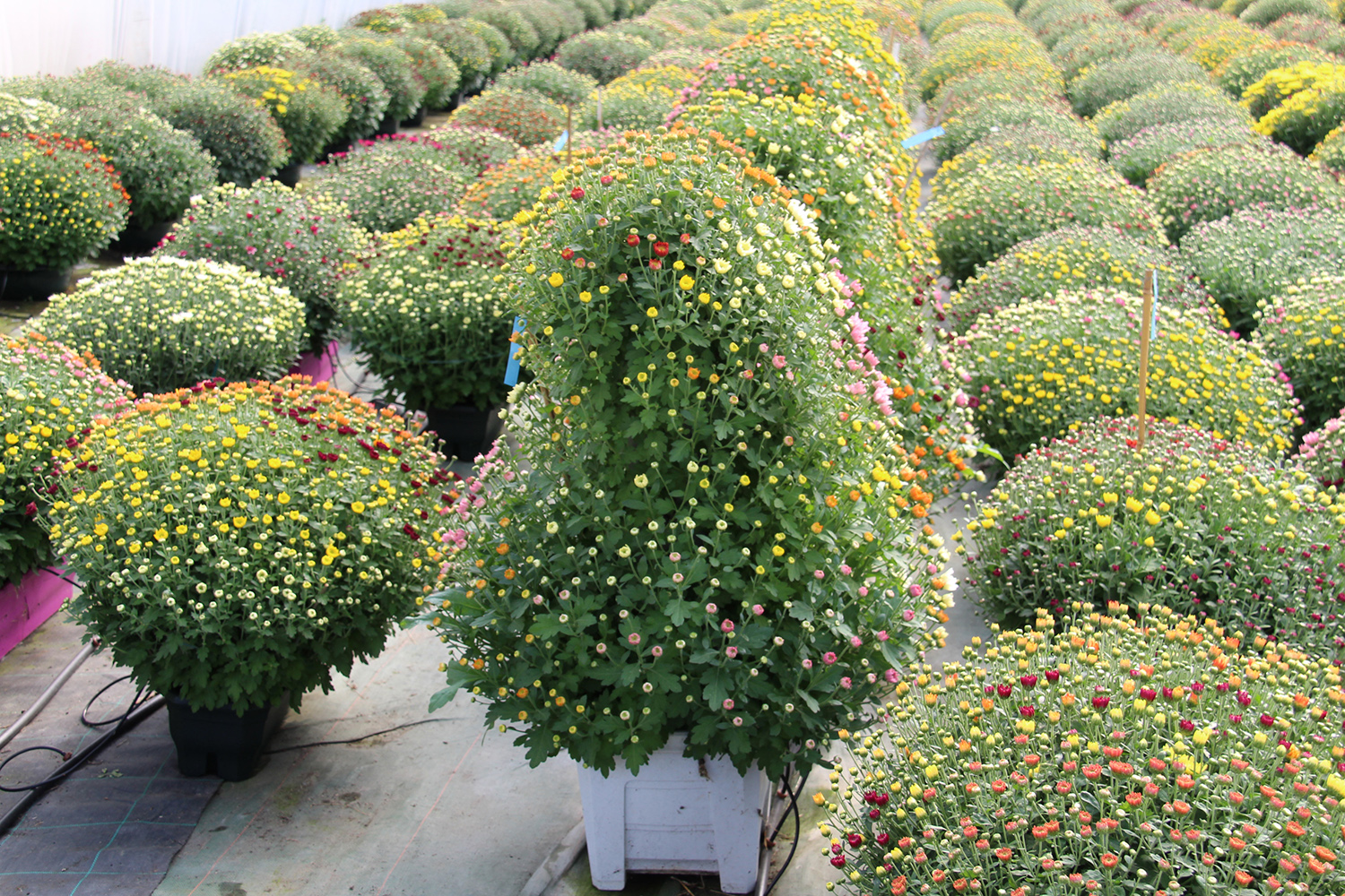 Nos colonnes de chrysanthèmes à petites fleurs