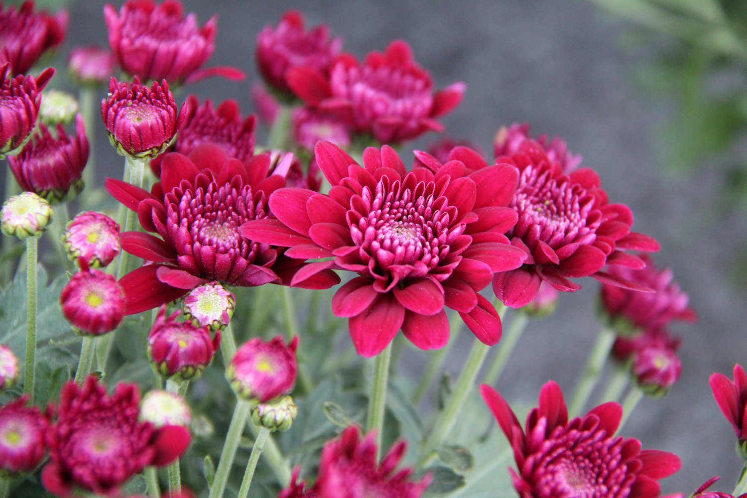 Gros plan de chrysanthème groseille