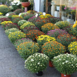 Nos chrysanthèmes