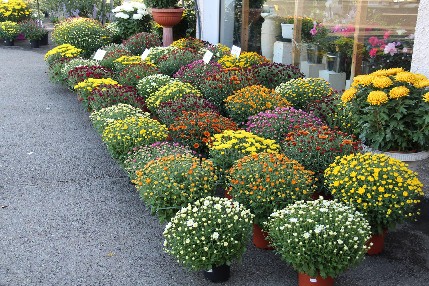 Nos chrysanthèmes
