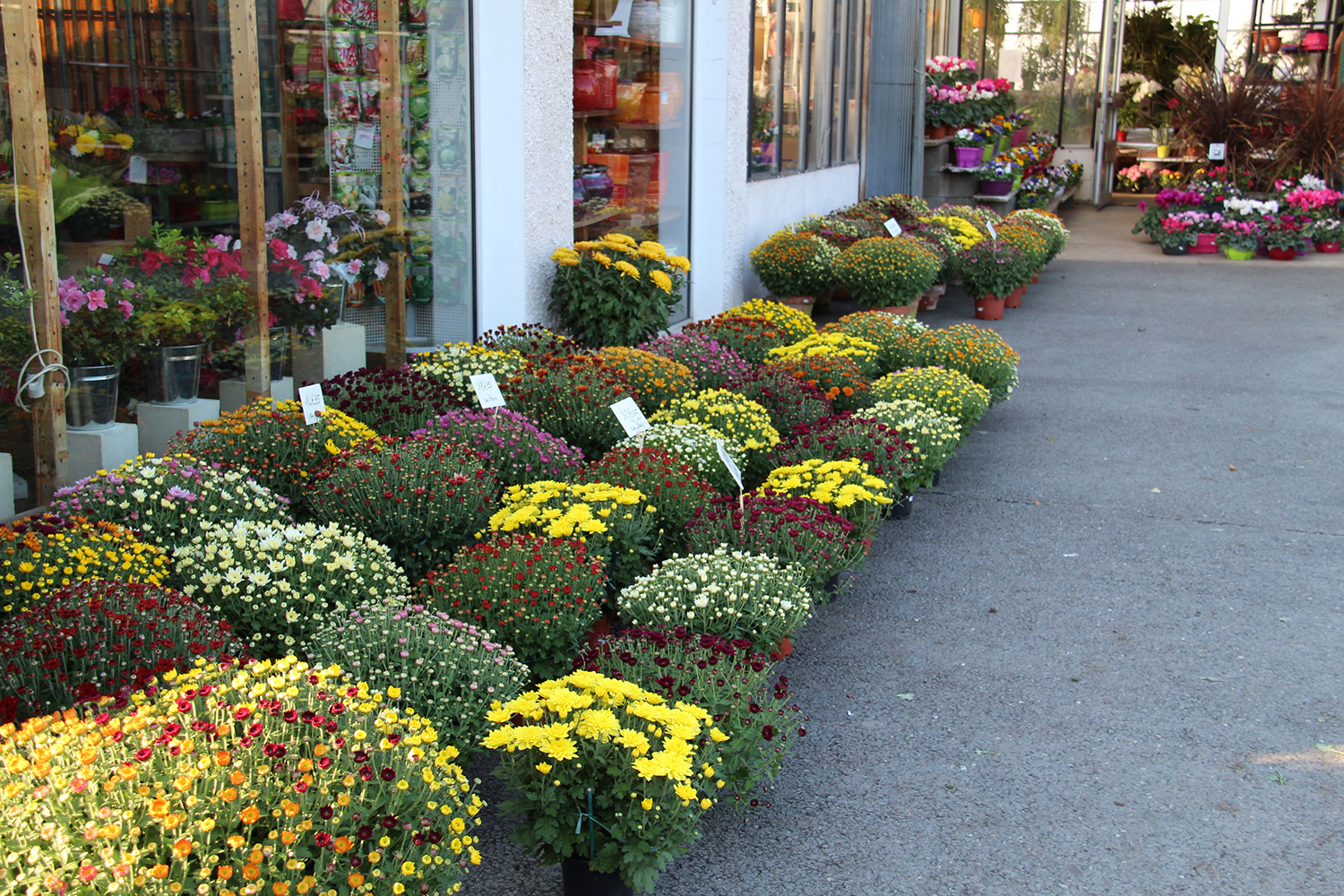 Nos chrysanthèmes