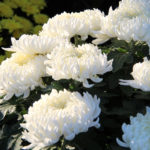 Nos chrysanthèmes à grosses fleurs