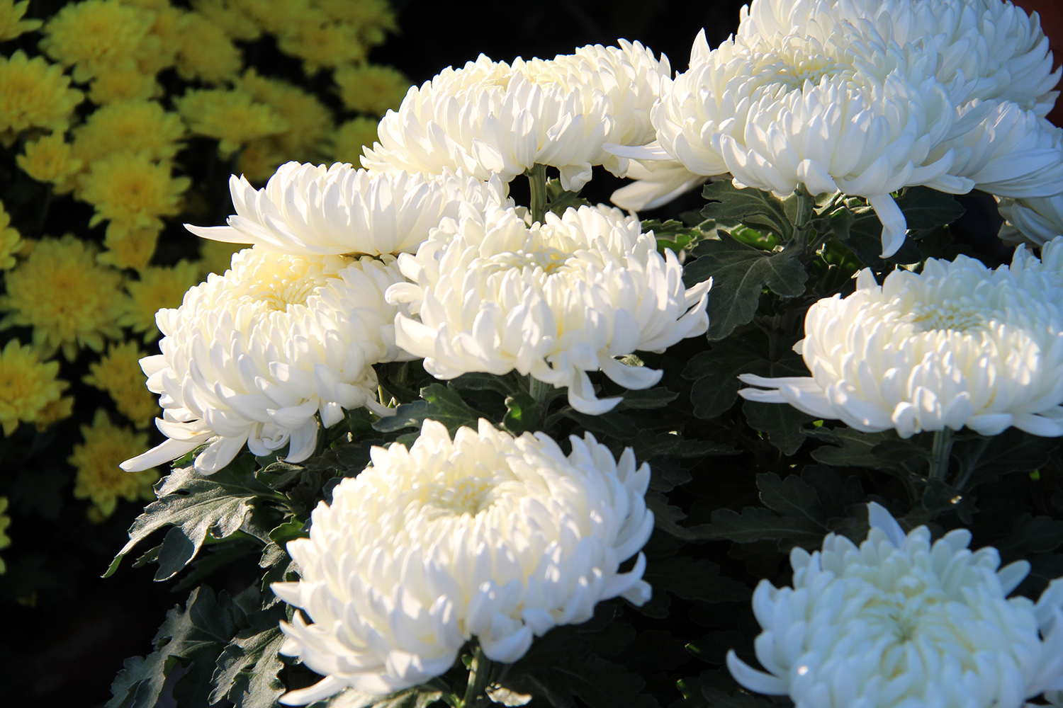 Nos chrysanthèmes à grosses fleurs