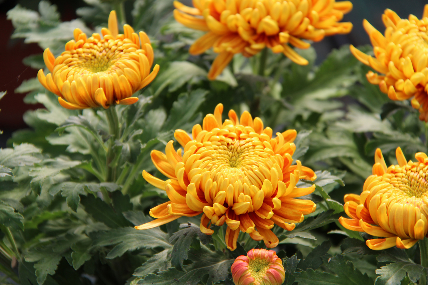 Nos chrysanthèmes à grosses fleurs