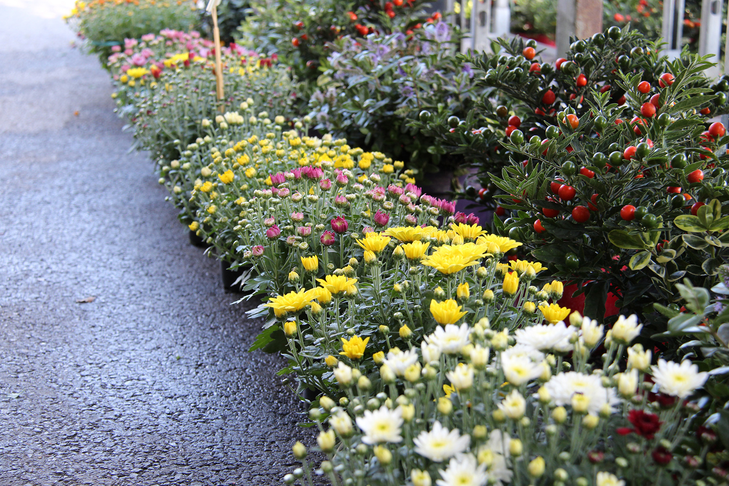 Nos chrysanthèmes