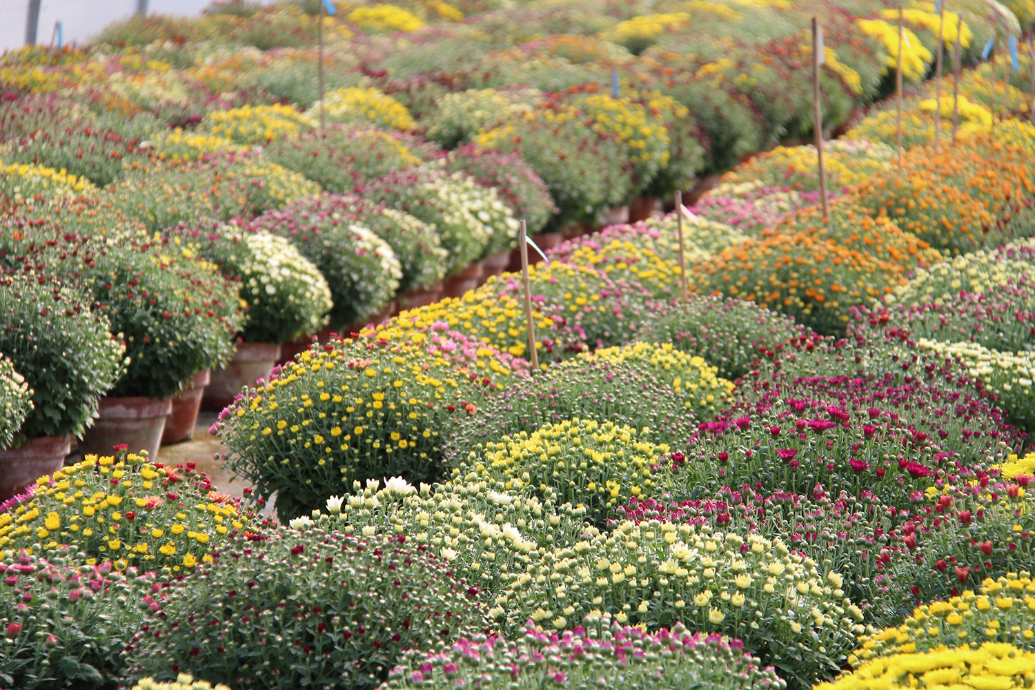 Nos serres de chrysanthèmes à petites fleurs