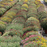 Nos serres de chrysanthèmes à petites fleurs