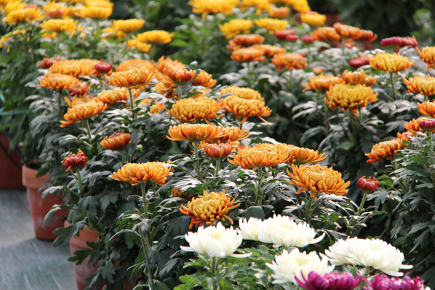 Nos serres de chrysanthèmes à grosses fleurs