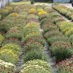 Nos serres de chrysanthèmes à petites fleurs