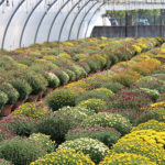 Nos serres de chrysanthèmes à petites fleurs