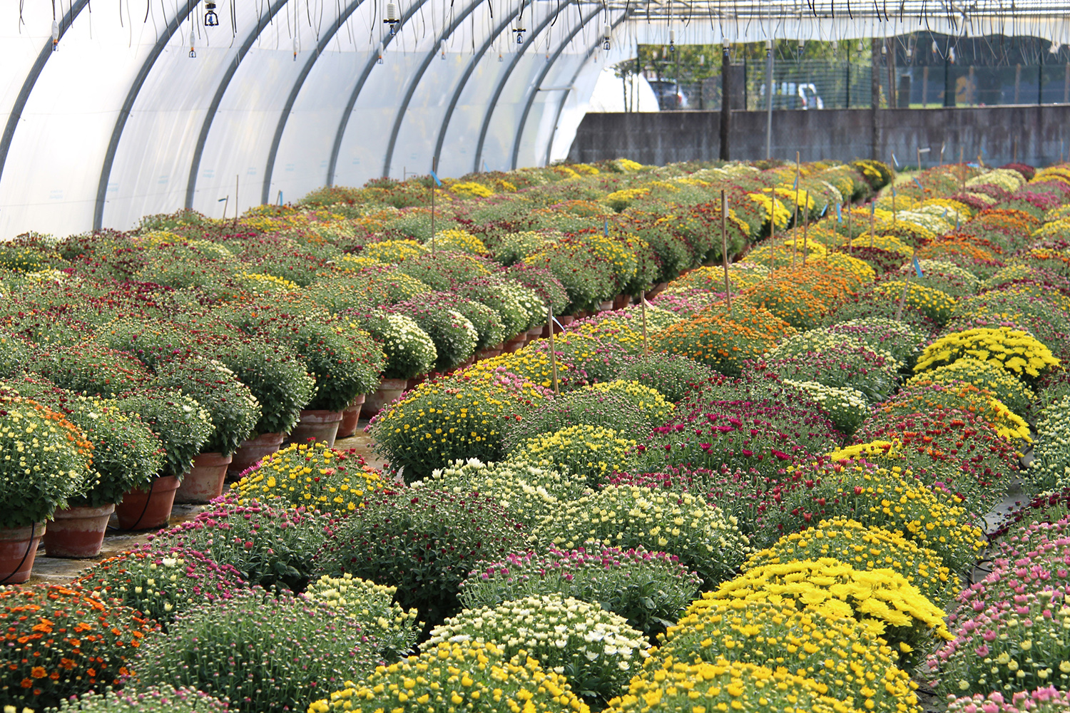 Nos serres de chrysanthèmes à petites fleurs