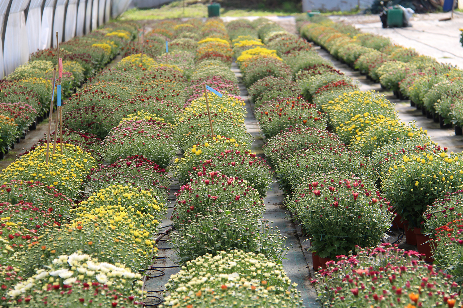 Nos serres de chrysanthèmes à petites fleurs