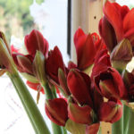 Les amarillys pour offrir à la Saint Valentin