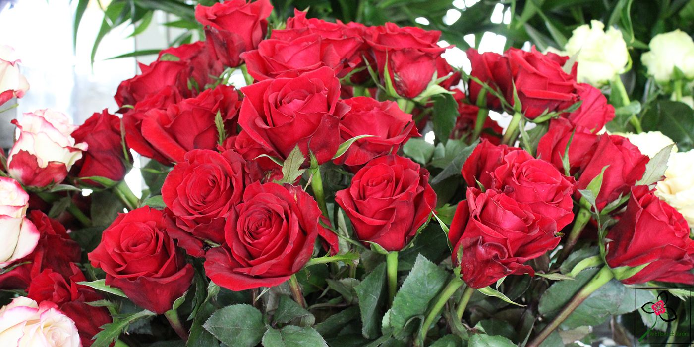 Roses rouges à offrir à la tige