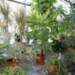 Plantes présentes dans la serre à plantes vertes