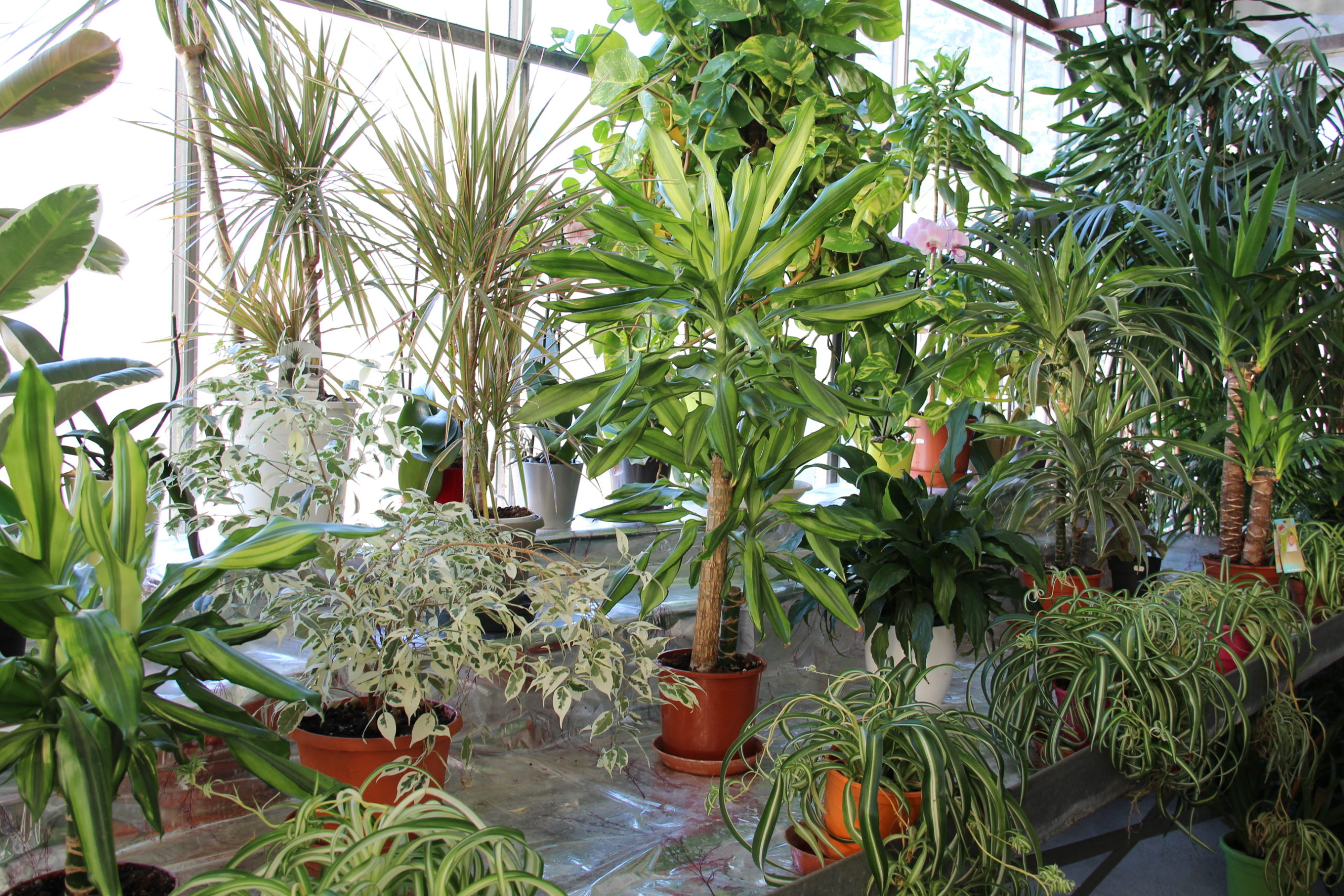 Plantes présentes dans la serre à plantes vertes