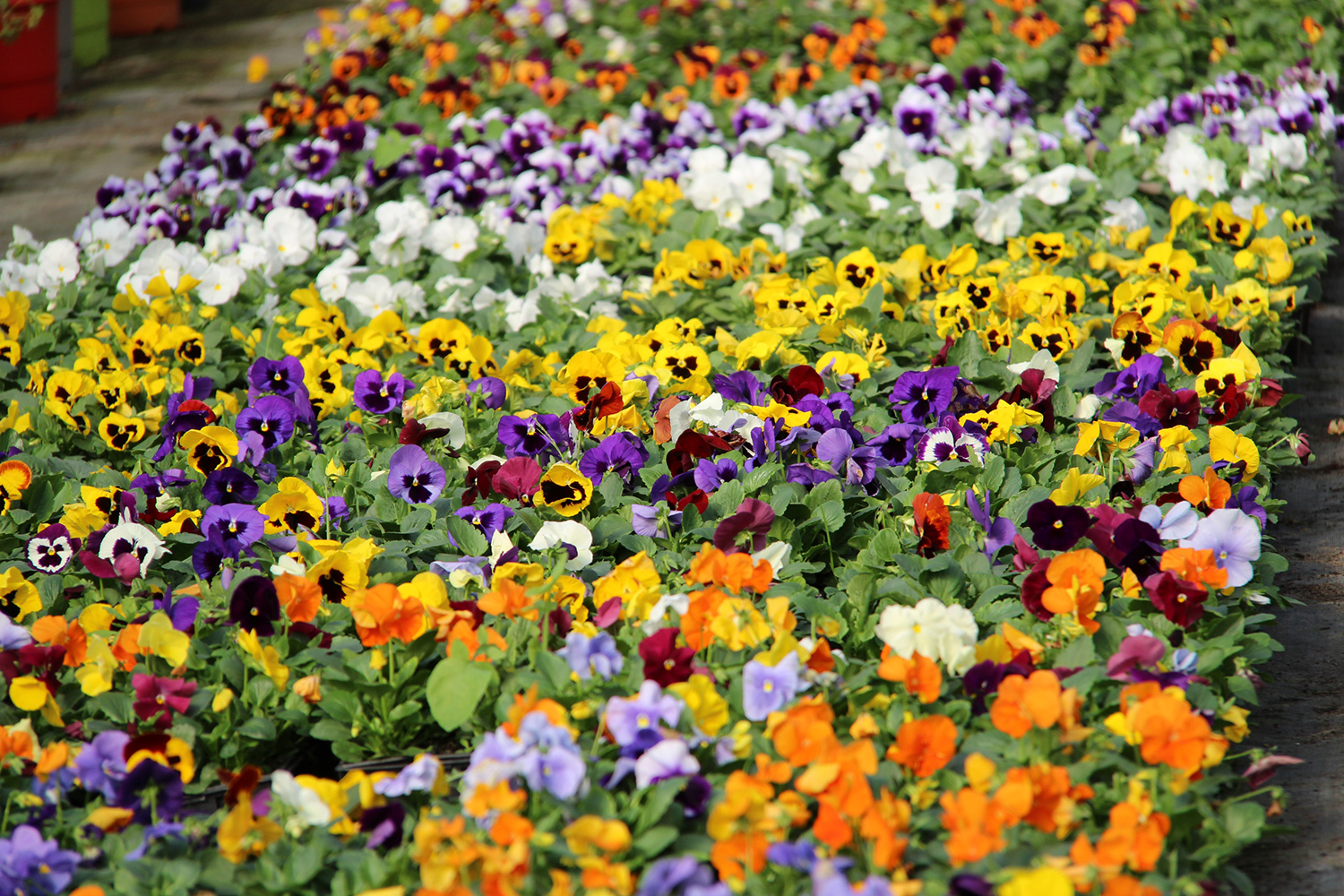Photo de nos pensées à grosses fleurs