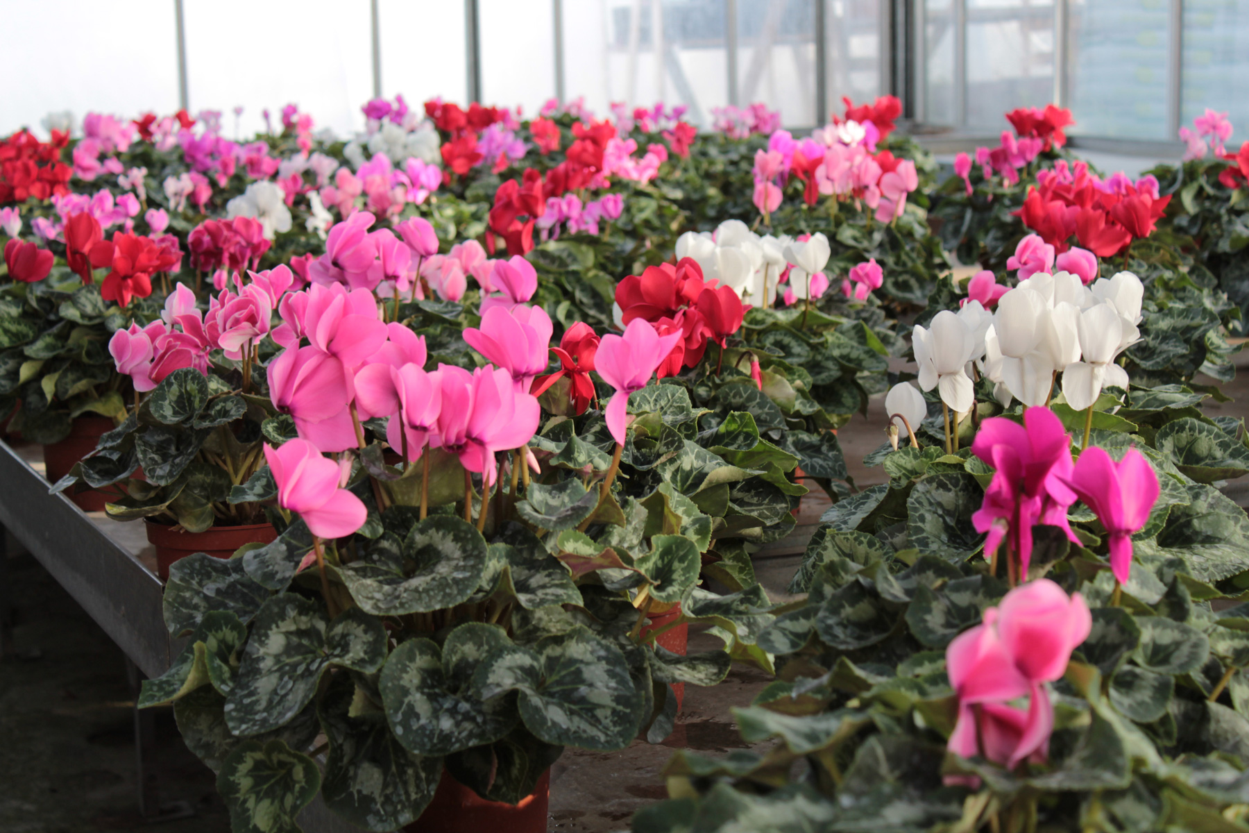 Photo de nos cyclamens variés