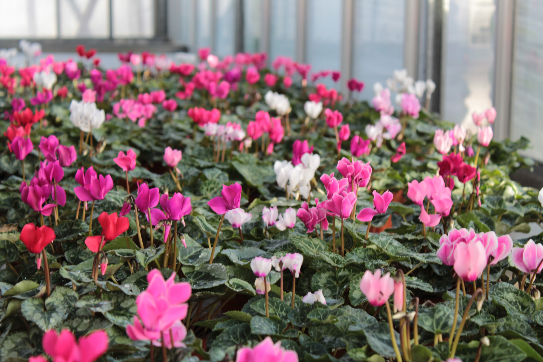 Photo de nos mini-cyclamens variées