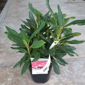 Rhododendron pot de 2L - différents coloris au choix