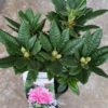 Rhododendron pot de 3L - différents coloris au choix