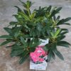 Rhododendron pot de 3L - différents coloris au choix