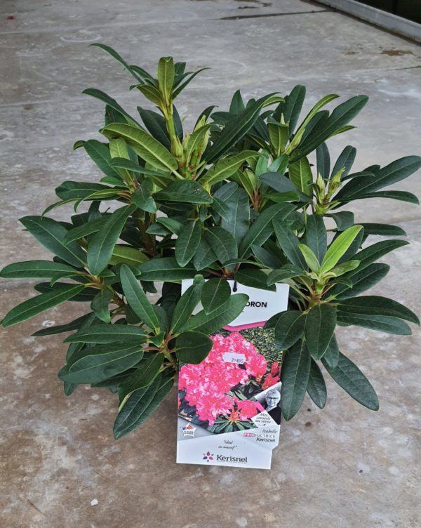 Rhododendron pot de 3L - différents coloris au choix