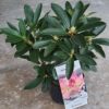 Rhododendron pot de 3L - différents coloris au choix