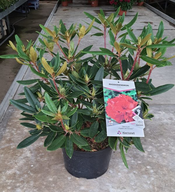 Rhododendron pot de 7,5L - différents coloris au choix