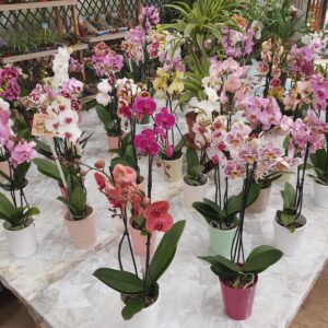 Orchidée 2 branches variées