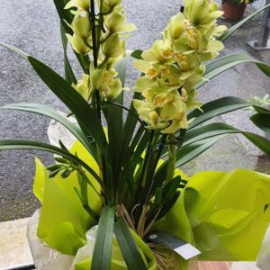 Cymbidium vert 3 branches