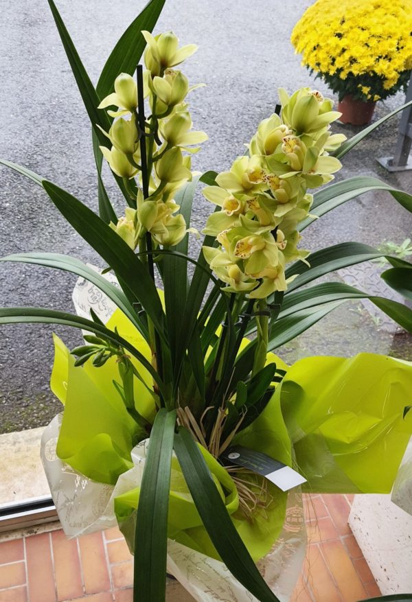 Cymbidium vert 3 branches