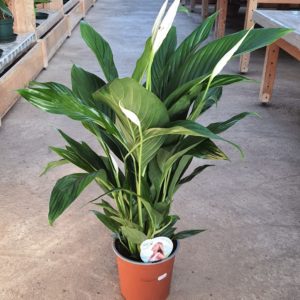 Spathiphyllum en pot de 19cm