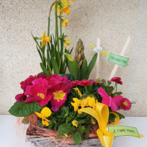 Composition fête des mamies dans sa coupe, composée de 5 plantes