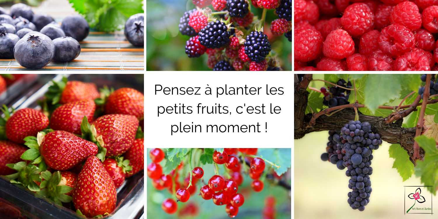 Pensez à planter les petits fruits (framboises, myrtilles, groseilles, cassis, raisins...)