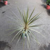 Cordyline Ø20 – Image 2