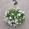 Suspension 4 plantes mix – Image 3