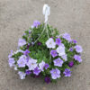 Suspension 4 plantes mix – Image 5