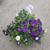 Suspension 4 plantes mix – Image 2