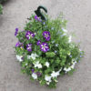 Suspension 4 plantes mix – Image 7