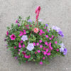 Suspension 4 plantes mix – Image 4