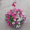 Suspension 4 plantes mix