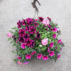Suspension 4 plantes mix – Image 6