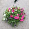 Suspension 4 plantes mix – Image 8